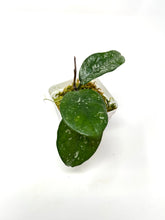 Load image into Gallery viewer, Hoya Carnosa ‘Oval Splash’