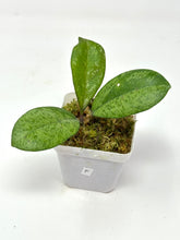 Load image into Gallery viewer, Hoya Meena Silver  (H. Crassipetiolata Splash x H. 'Michele') F