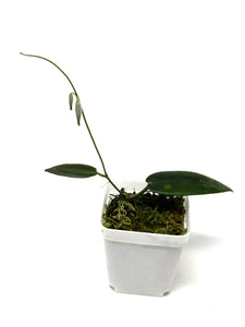 Hoya Stenaokei