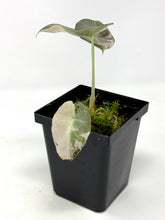 Load image into Gallery viewer, Alocasia Black Velvet Variegated A