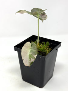 Alocasia Black Velvet Variegated A