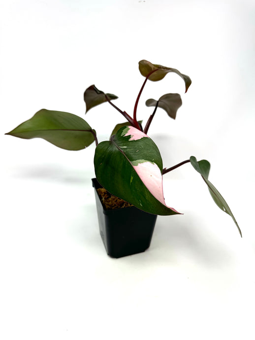 Philodendron Pink Princess F
