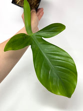 Load image into Gallery viewer, Philodendron Applanatum