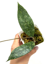 Load image into Gallery viewer, Hoya Lambii Silver C