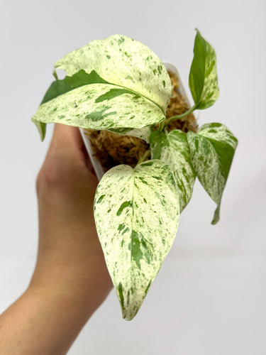 Epipremnum Pinnatum 'Marble' Variegated