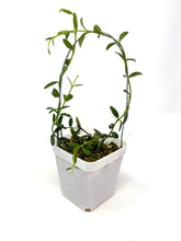 Load image into Gallery viewer, Hoya Engleriana