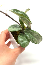Load image into Gallery viewer, Hoya Carnosa Grey Ghost C