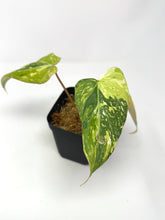 Load image into Gallery viewer, Philodendron Gloriosum Variegated G