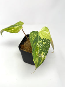 Philodendron Gloriosum Variegated G