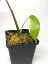 Load image into Gallery viewer, Monstera Deliciosa Albo Variegated H