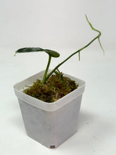 Load image into Gallery viewer, Scindapsus Mayari Variegated F