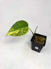 Load image into Gallery viewer, Monstera Deliciosa Aurea Variegated G