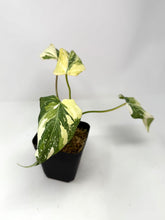 Load image into Gallery viewer, Philodendron Gloriosum Variegated F