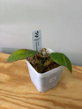 Load image into Gallery viewer, 135. Hoya Kloppenburgii