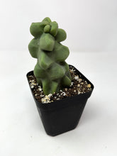 Load image into Gallery viewer, Pachycereus Schottii f. Monstrosus (Ships within Canada only)