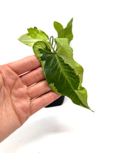 Load image into Gallery viewer, Syngonium Podophyllum ‘Jade Magic’