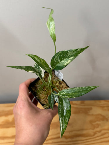 128. Epipremnum Pinnatum Albo Variegated