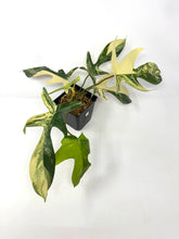 Load image into Gallery viewer, Philodendron Florida Beauty A