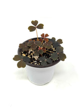 Load image into Gallery viewer, Oxalis ‘Plum Crazy&#39; (Ships within Canada only)
