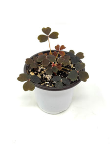 Oxalis ‘Plum Crazy' (Ships within Canada only)