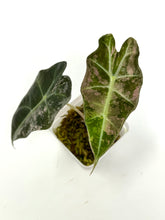 Load image into Gallery viewer, Alocasia Amazonica Variegated D