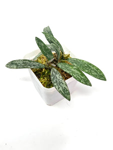 Hoya Sigillatis