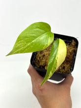 Load image into Gallery viewer, Monstera Deliciosa Aurea Variegated H