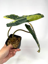 Load image into Gallery viewer, Philodendron Billietiae Variegated C