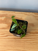Load image into Gallery viewer, 302. Hoya Leucantha