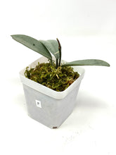 Load image into Gallery viewer, Hoya Wilbur Graves Silver F