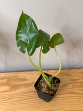 Load image into Gallery viewer, 139. Alocasia Maccrorhiza