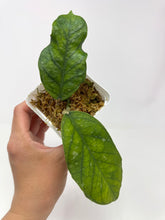 Load image into Gallery viewer, Hoya Clemensiorum cv. Lira