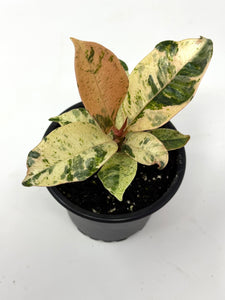 Ficus Shivereana Moonshine (Ships within Canada only)