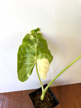 Load image into Gallery viewer, Alocasia Maccrorhiza Variegated A