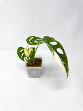 Load image into Gallery viewer, Monstera Adansonii Variegated B