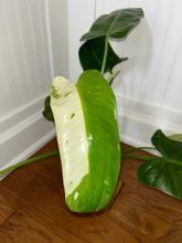 Load image into Gallery viewer, Philodendron Jose Buono XL C
