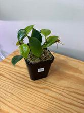 Load image into Gallery viewer, 139. Hoya Sunrise