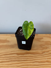 Load image into Gallery viewer, 28. Alocasia Odora Yellow Variegated