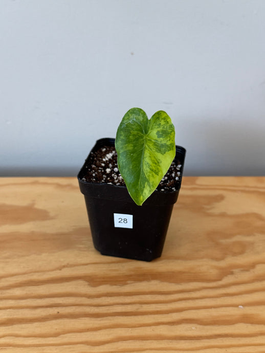 28. Alocasia Odora Yellow Variegated