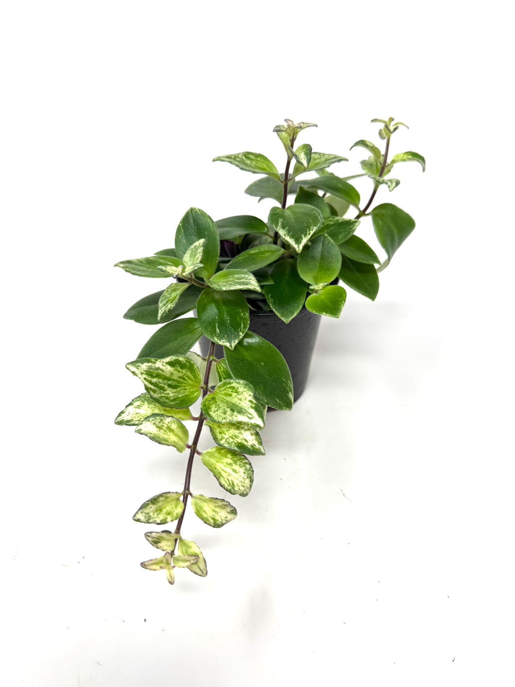 Aeschynanthus Radicans Variegated