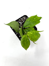 Load image into Gallery viewer, Hoya Polyneura