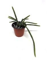 Load image into Gallery viewer, Aporocactus Flagelliformis “Rat Tail Cactus”