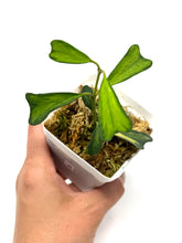 Load image into Gallery viewer, Hoya Manipurensis Variegated B