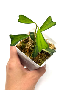 Hoya Manipurensis Variegated B