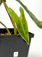 Load image into Gallery viewer, Philodendron Billietiae Variegated B