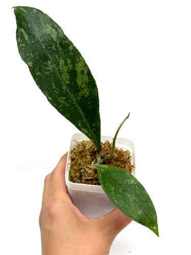 Hoya Estrellaensis