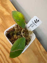 Load image into Gallery viewer, 135. Hoya Kloppenburgii