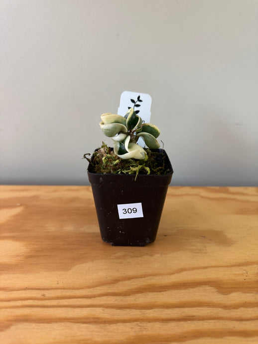 309. Hoya Carnosa Compacta Albo Variegated