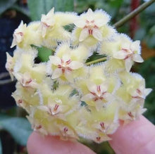 Load image into Gallery viewer, Hoya Erythrina