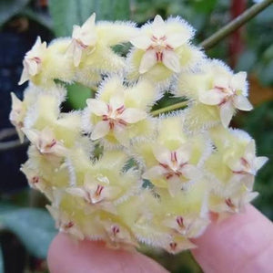 Hoya Erythrina